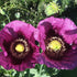 Two Hungarian blue breadseed poppy flowers with yellow centers in a garden setting