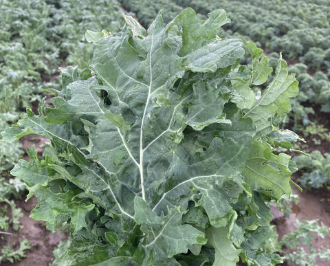 White Russian Kale