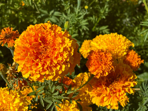 Crackerjack African Marigold