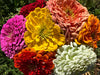 Benary's Giant MIx Zinnia