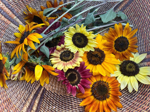 Redwood Seeds $25 Gift Card