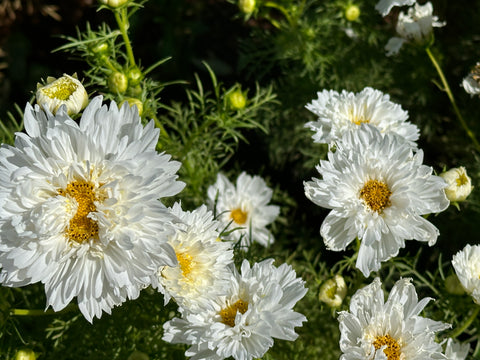 Double Click Snow Puff Cosmos