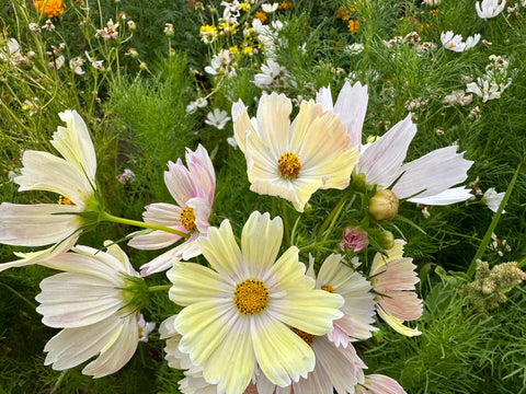 Apricot Lemonade Cosmos