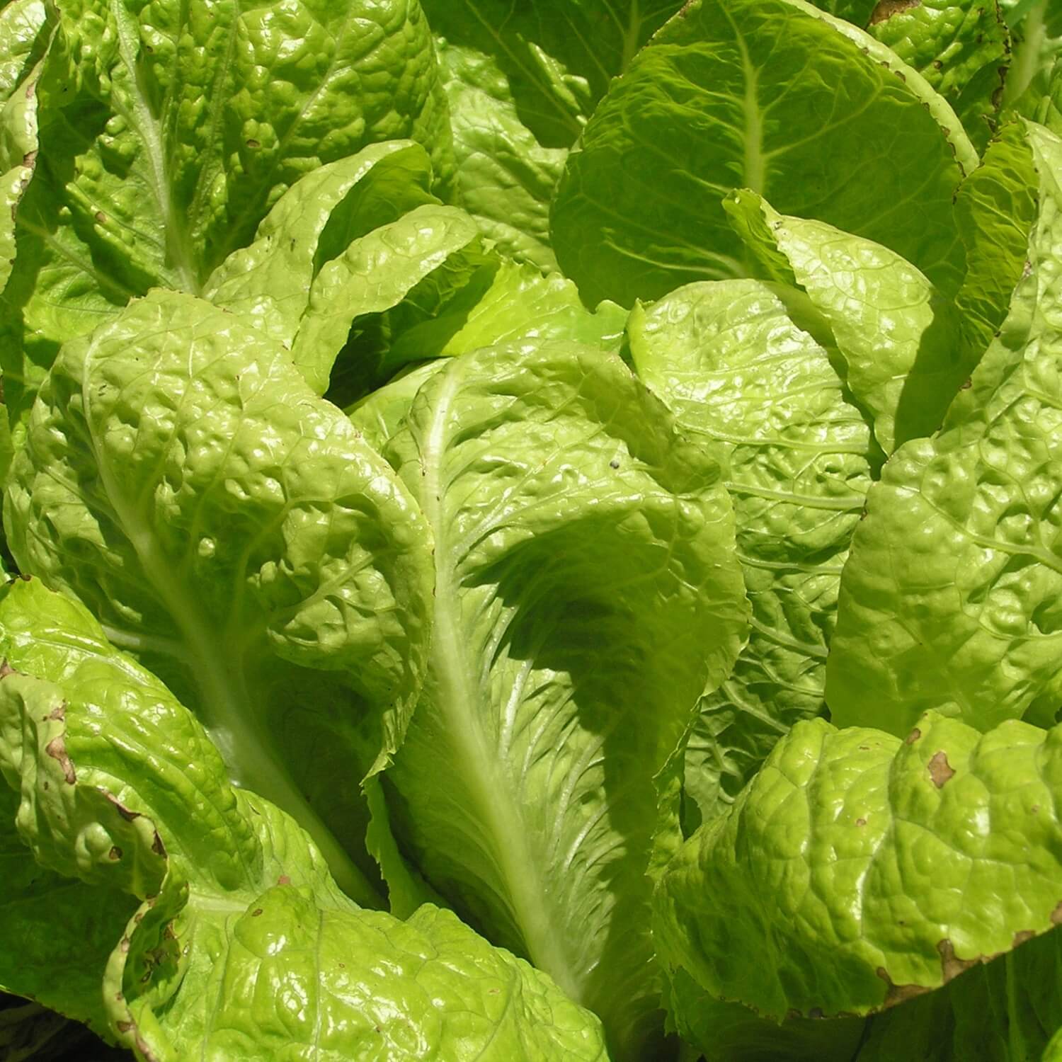 Close-up of Jericho lettuce leaves