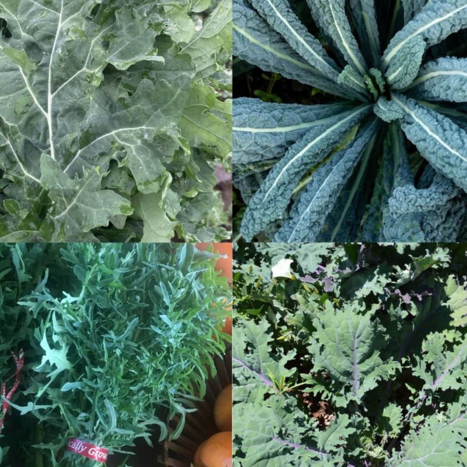 Collage of different types of kale with close-up views of their leaves.