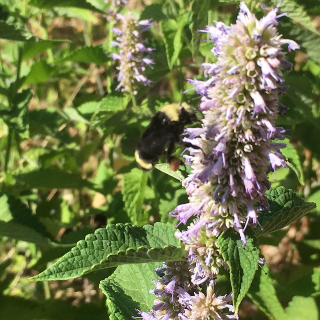 Bumblebee on a purple licorice mint flower with green leaves in the background