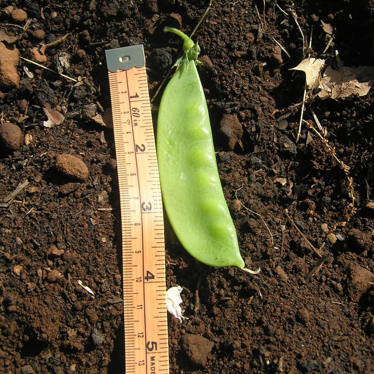 Green Mammoth Melting Snow pea pod next to a ruler on soil