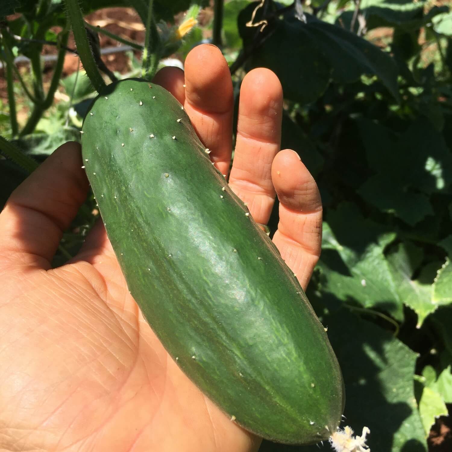 Hand holding a green Marketmore cucumber with a garden background