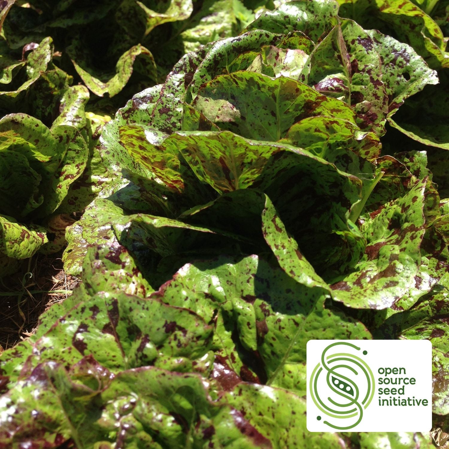 Mayan Jaguar Lettuce