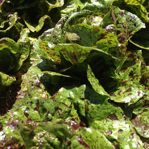Close-up of mayan jaguar lettuce with purple spots