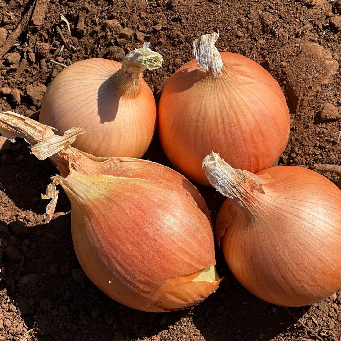 Four Brown skinned onions sitting on soil