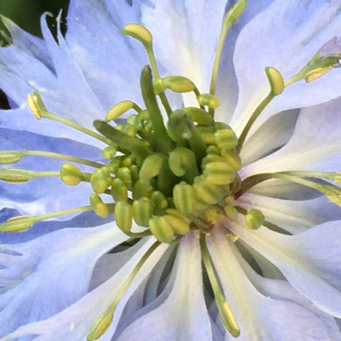 Close-up of a Nigella flower with green stamens and white petals.