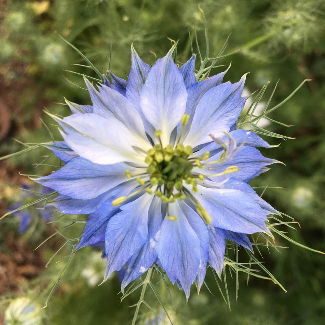 Close-up of a blue Nigella flower with a green center against a blurred green background