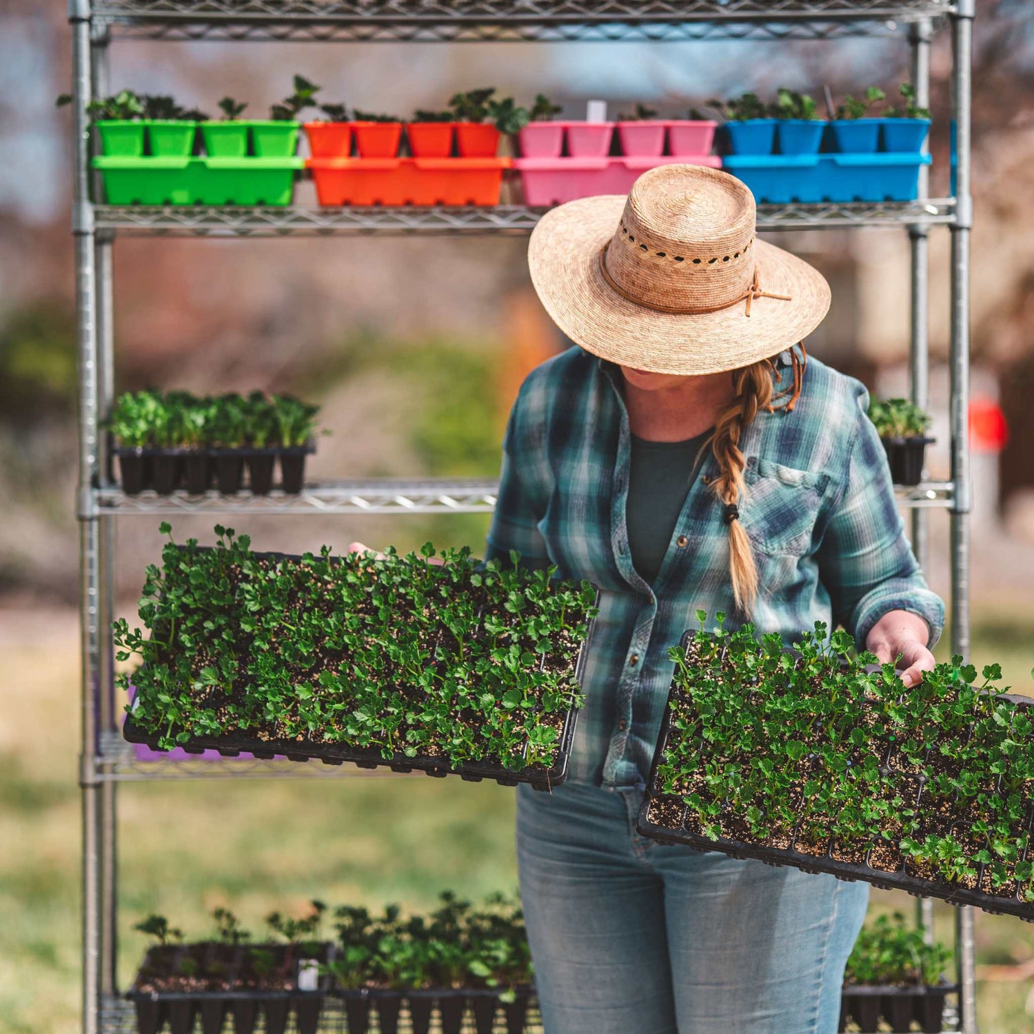 Person holding trays of seedlings in a greenhouse setting