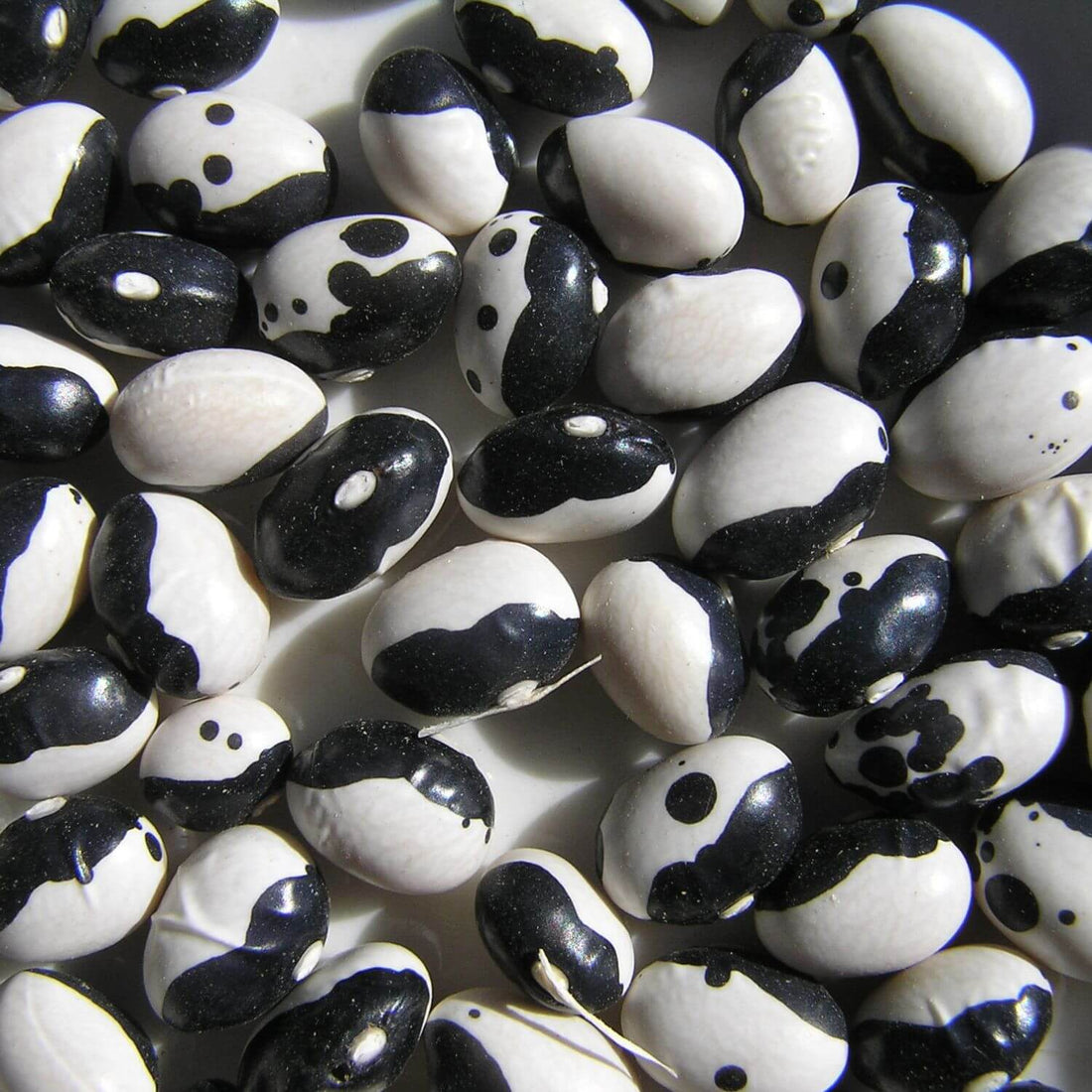 Black and white beans