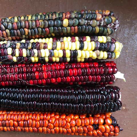 Multicolored painted mountain flour corn cobs stacked on a brown surface