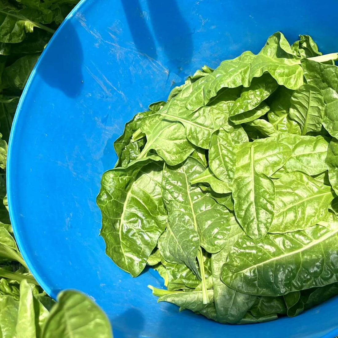 Green Chard leaves in a blue bowl