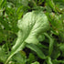 Close-up of a green Persian cress leaf with a blurred green background