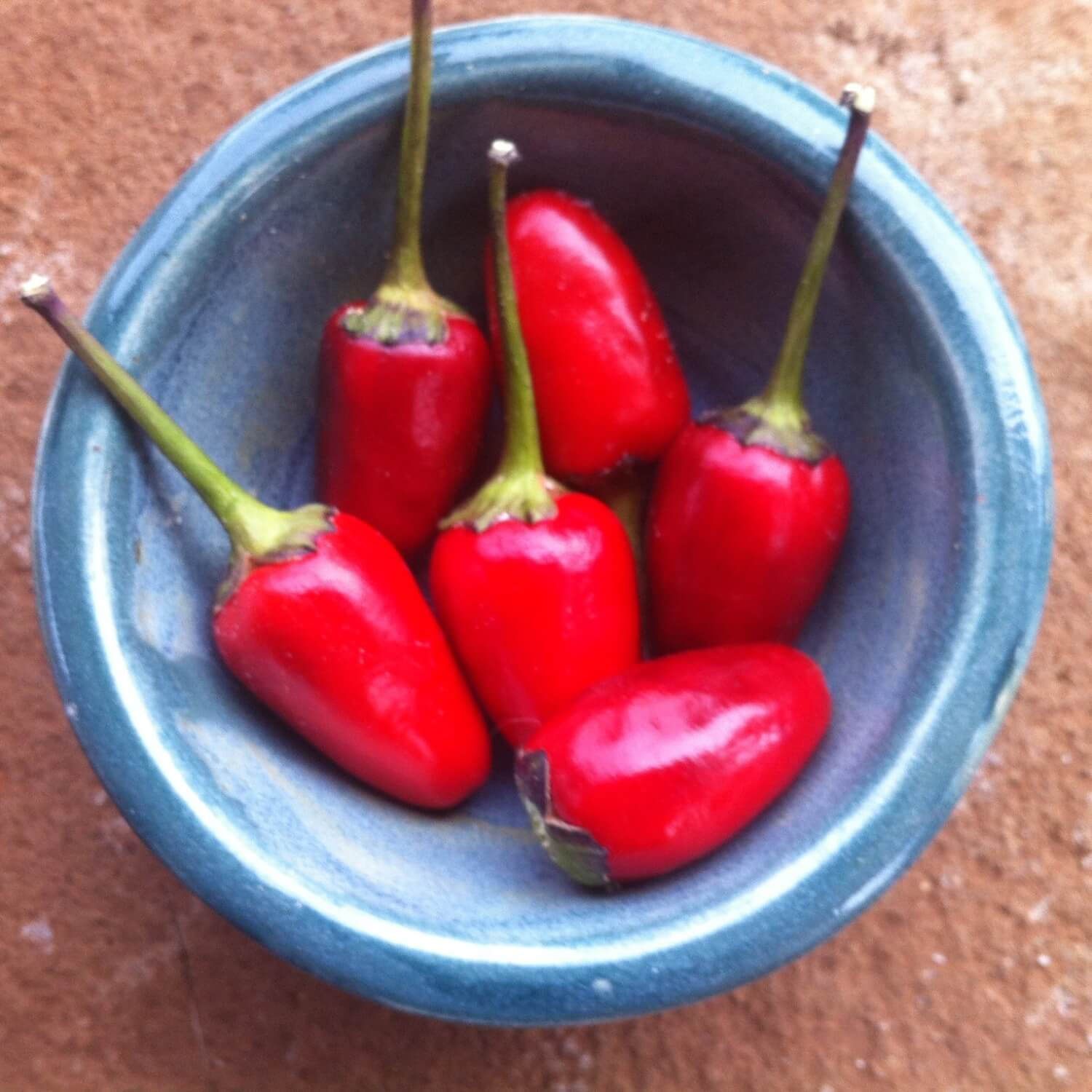 Peruvian Purple hot peppers in a blue ceramic bowl on a brown surface