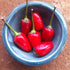 Peruvian Purple hot peppers in a blue ceramic bowl on a brown surface