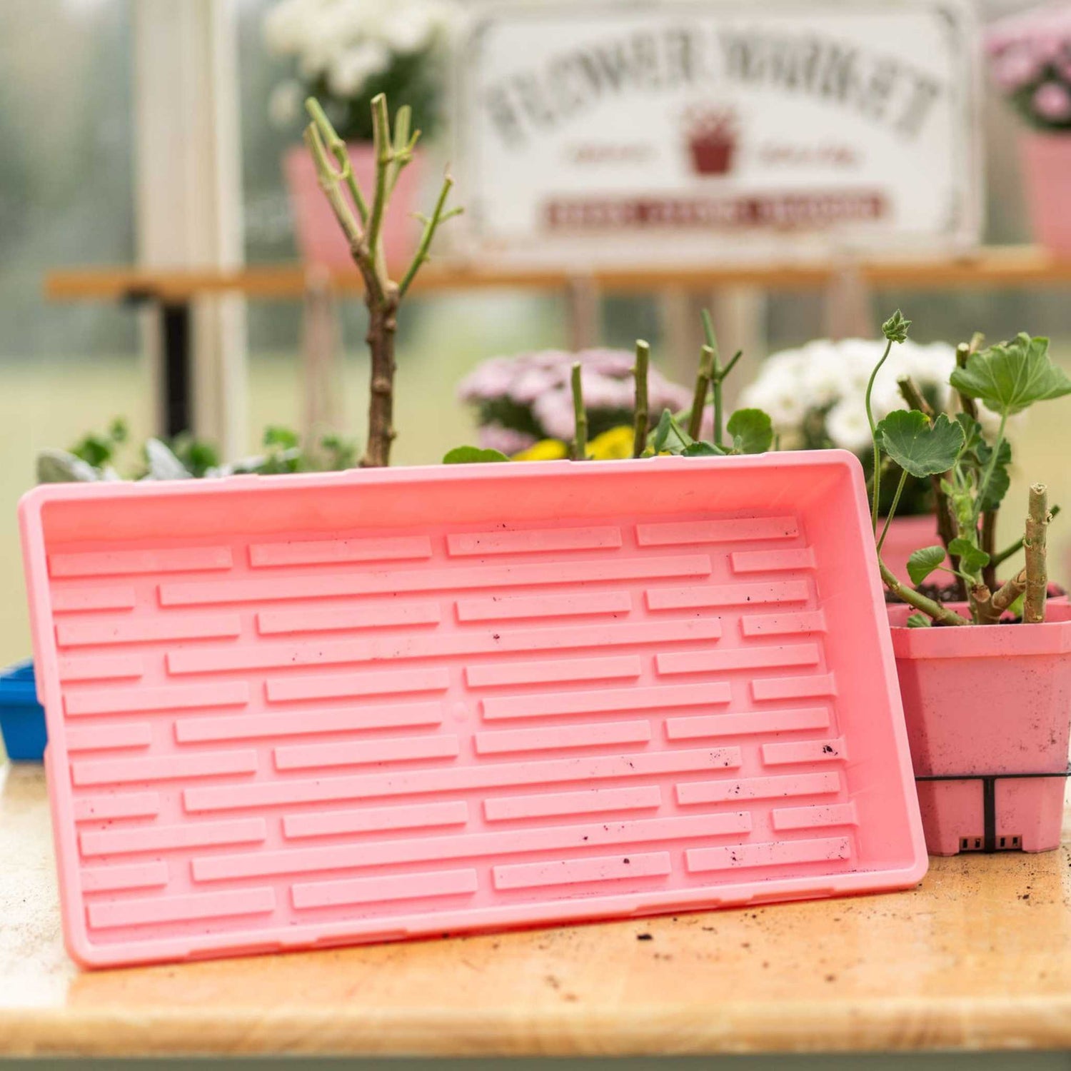 Pink plant tray on a table with plants in the background 