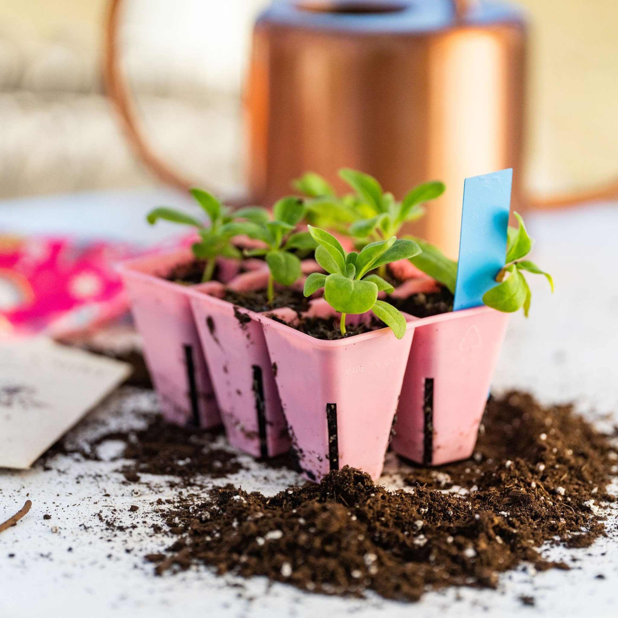 Pink seedling tray with small plants and a blue label on a soil-covered surface. 