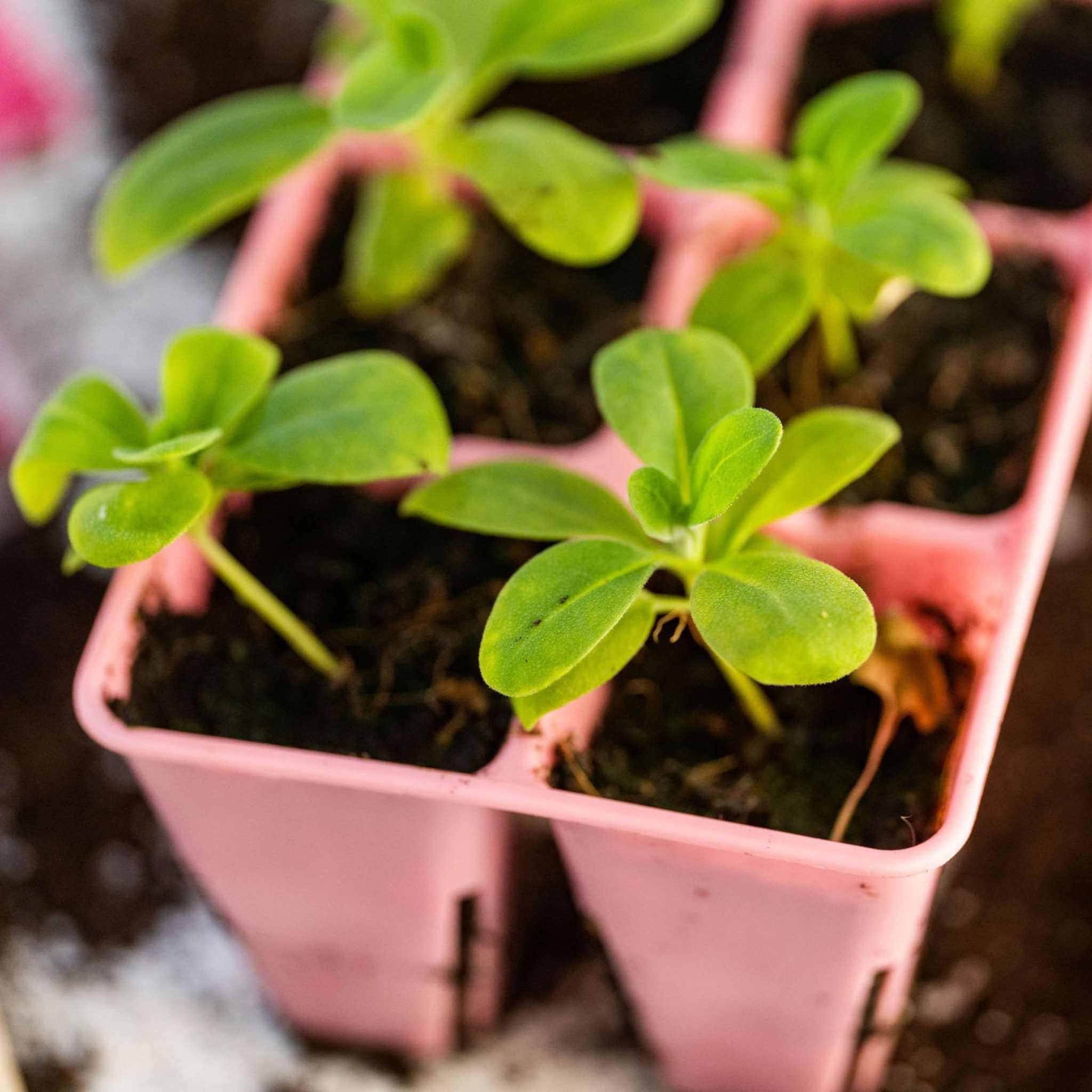 Small green plants in pink seed trays with soil 