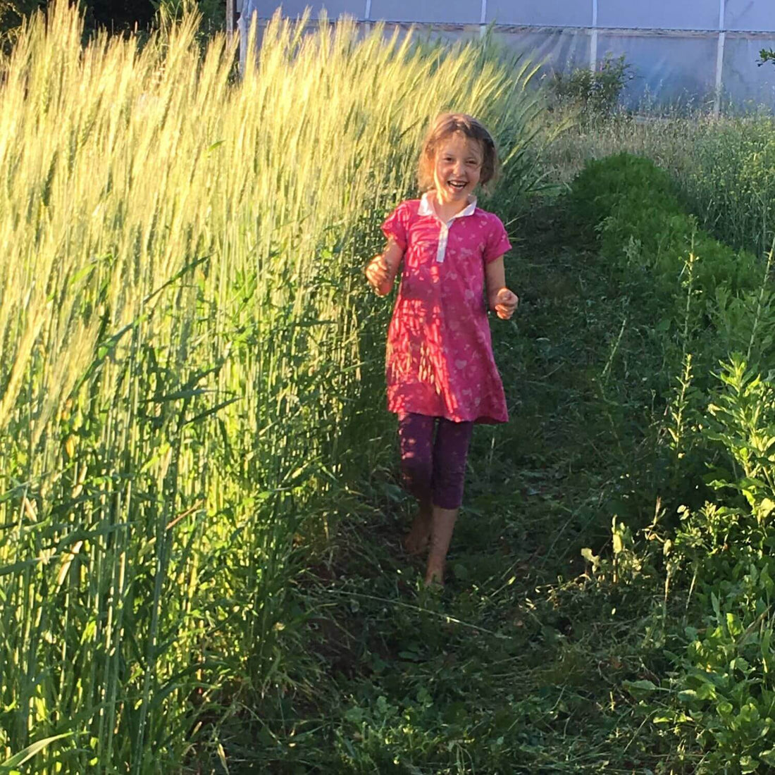 Crimean Winter Wheat