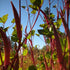 Close-up of Red velvet okra plants with green leaves and red stems against a blue sky.