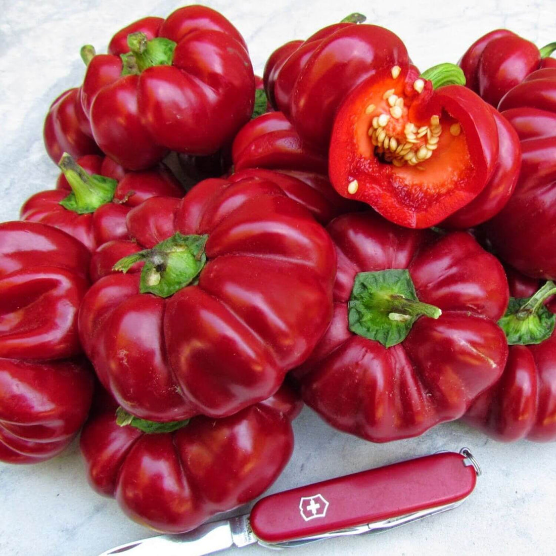 Red Ruffled Pimiento