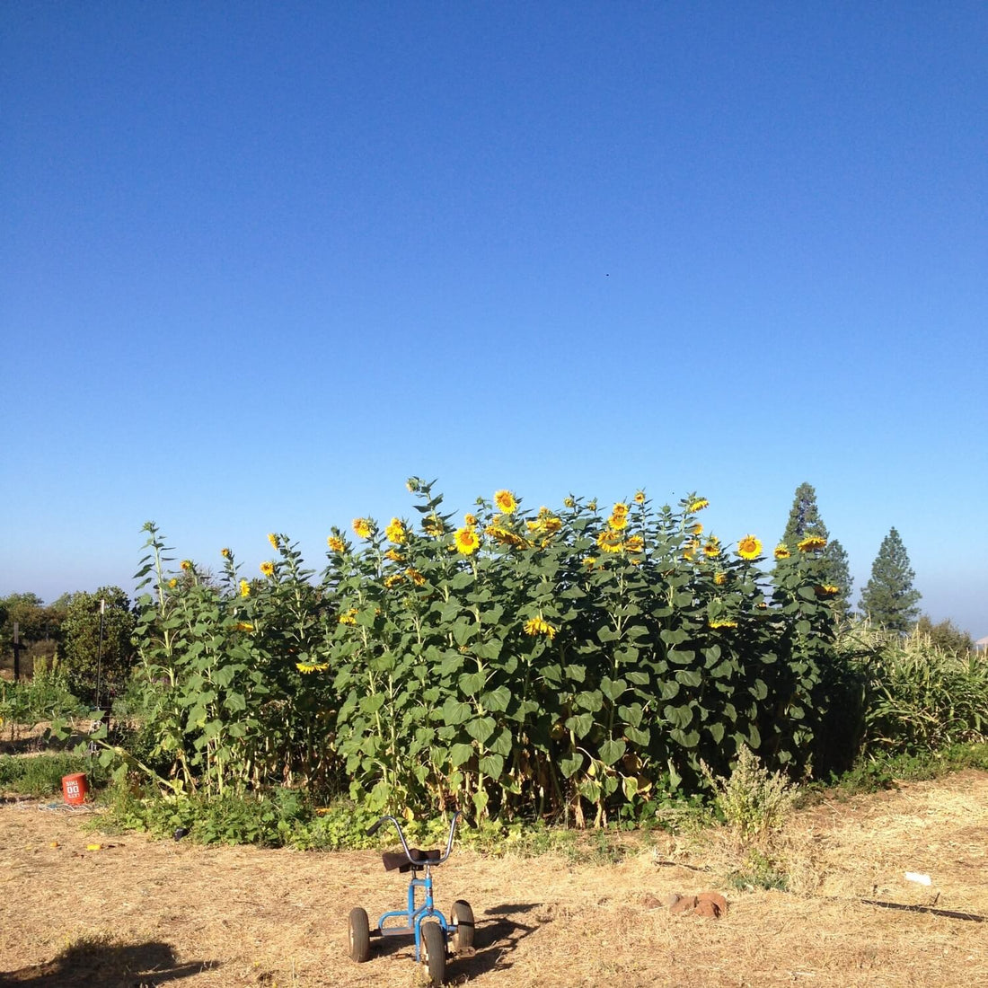 Russian mammoth sunflower field with a clear blue sky and a small child&