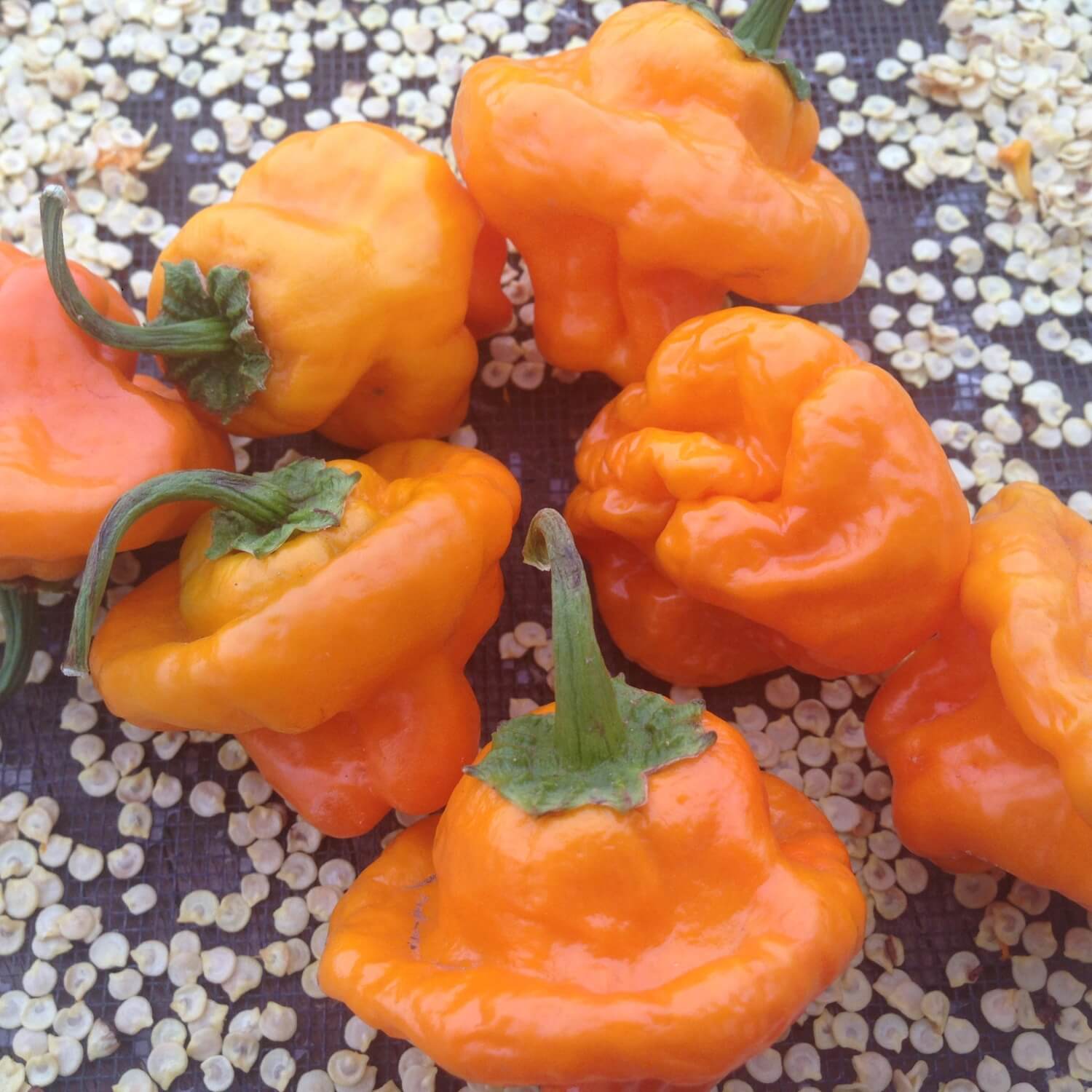 Orange Scotch bonnet hot peppers with green stems on a textured surface