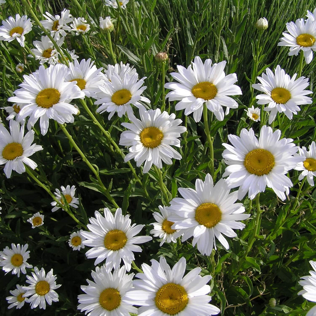 White Shasta daisies with yellow centers in a field