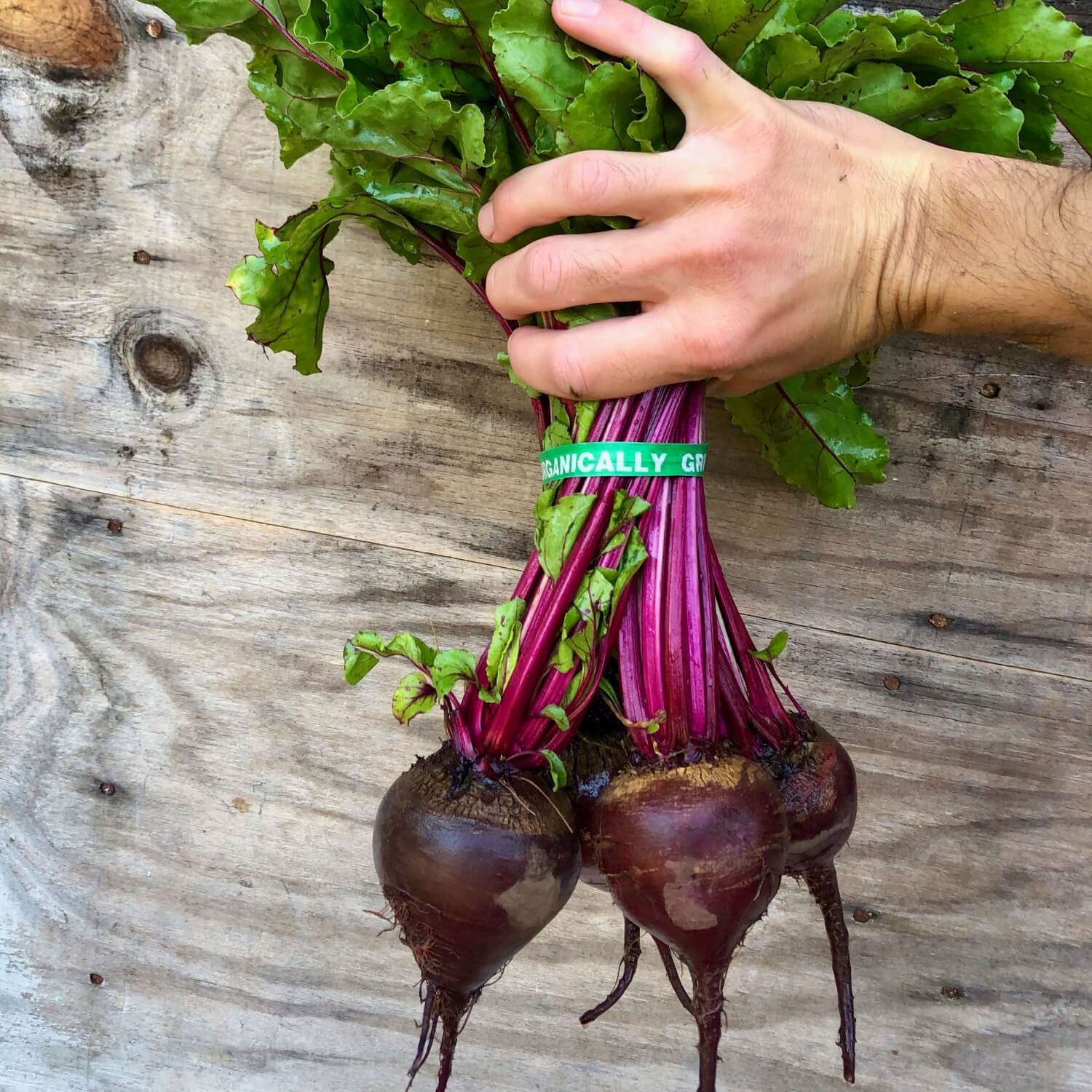 Bundled Shiraz tall top beets held by a hand on a wooden surface