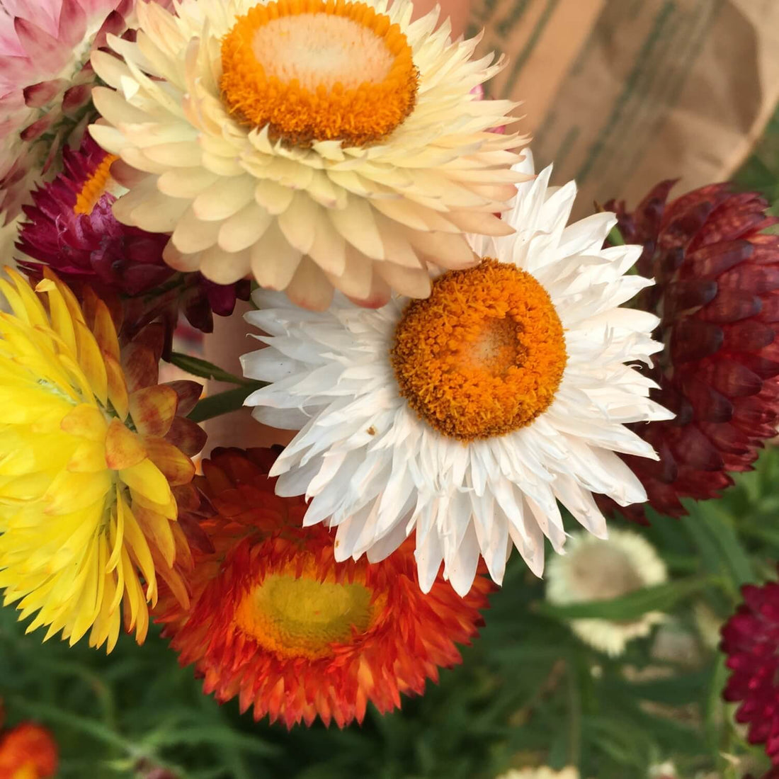 Close-up of colorful Strawflower Mix with orange centers.