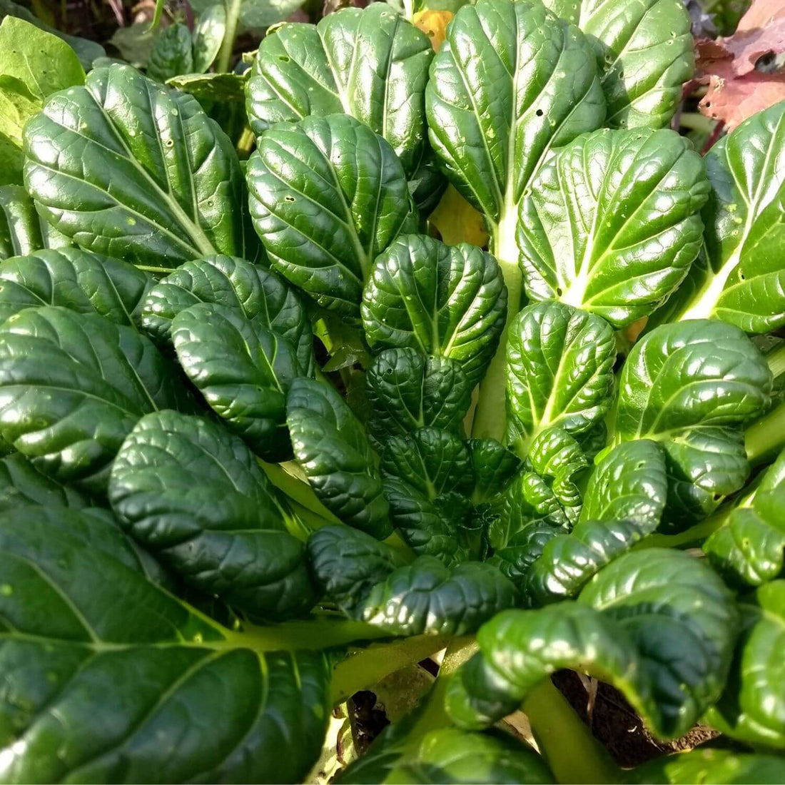 Dark  Green spoon shaped 