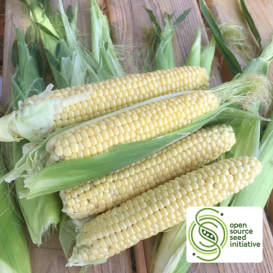 Four ears of top hat sweet corn on the cob with green husks on a wooden surface, featuring the Open Source Seed Initiative logo.