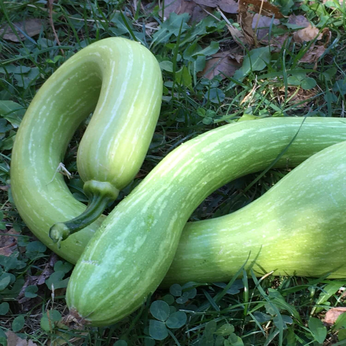 Two green tromboncino squash on a grassy ground