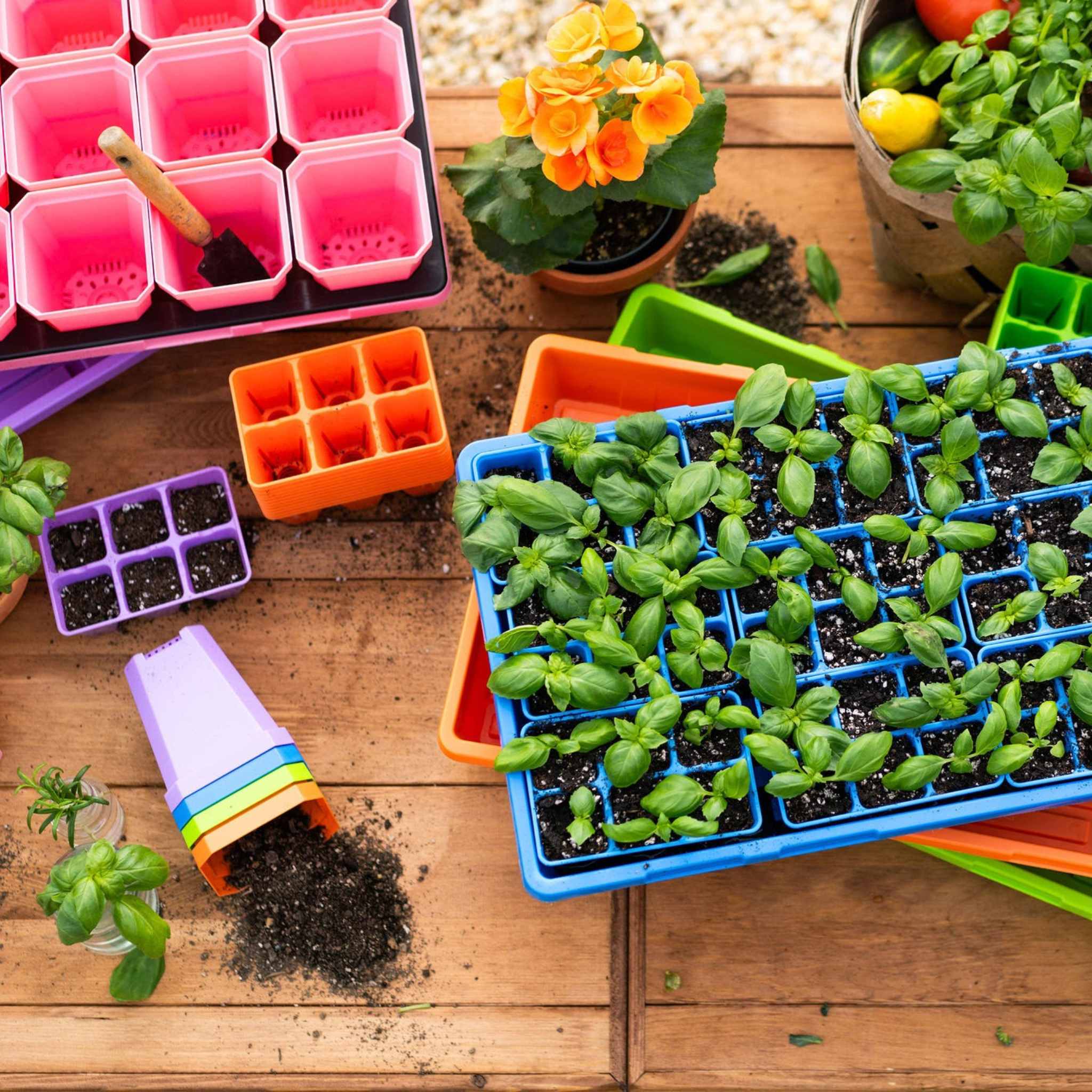 Colorful seedling trays with young plants on a wooden surface 