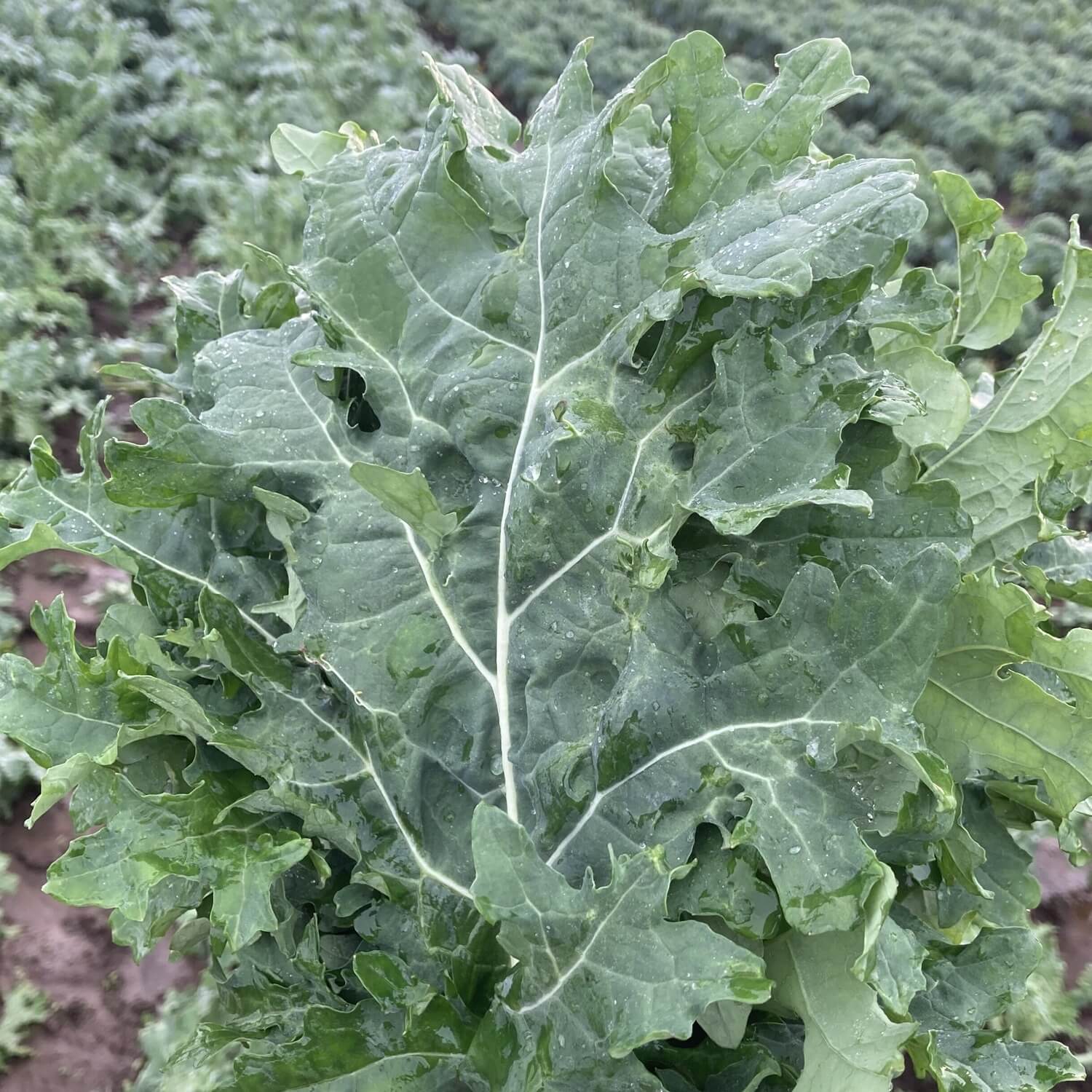 Close-up of a White Russian Kale plant with a kale field in the background