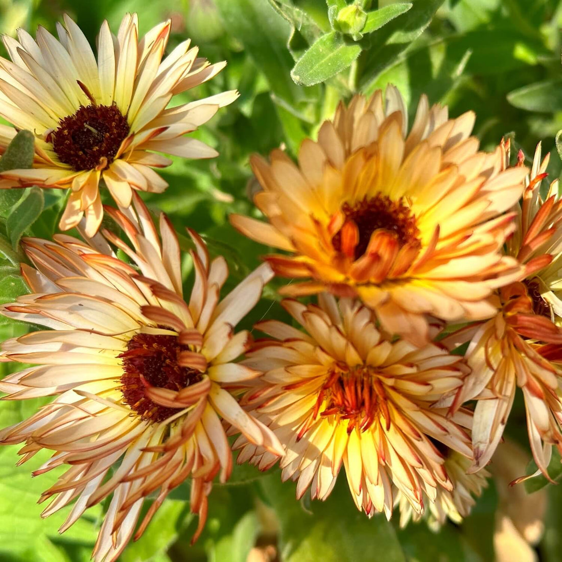 Close-up of four orange and yellow Zeolights Calendula flowers with green leaves in the background