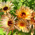 Close-up of four orange and yellow Zeolights Calendula flowers with green leaves in the background