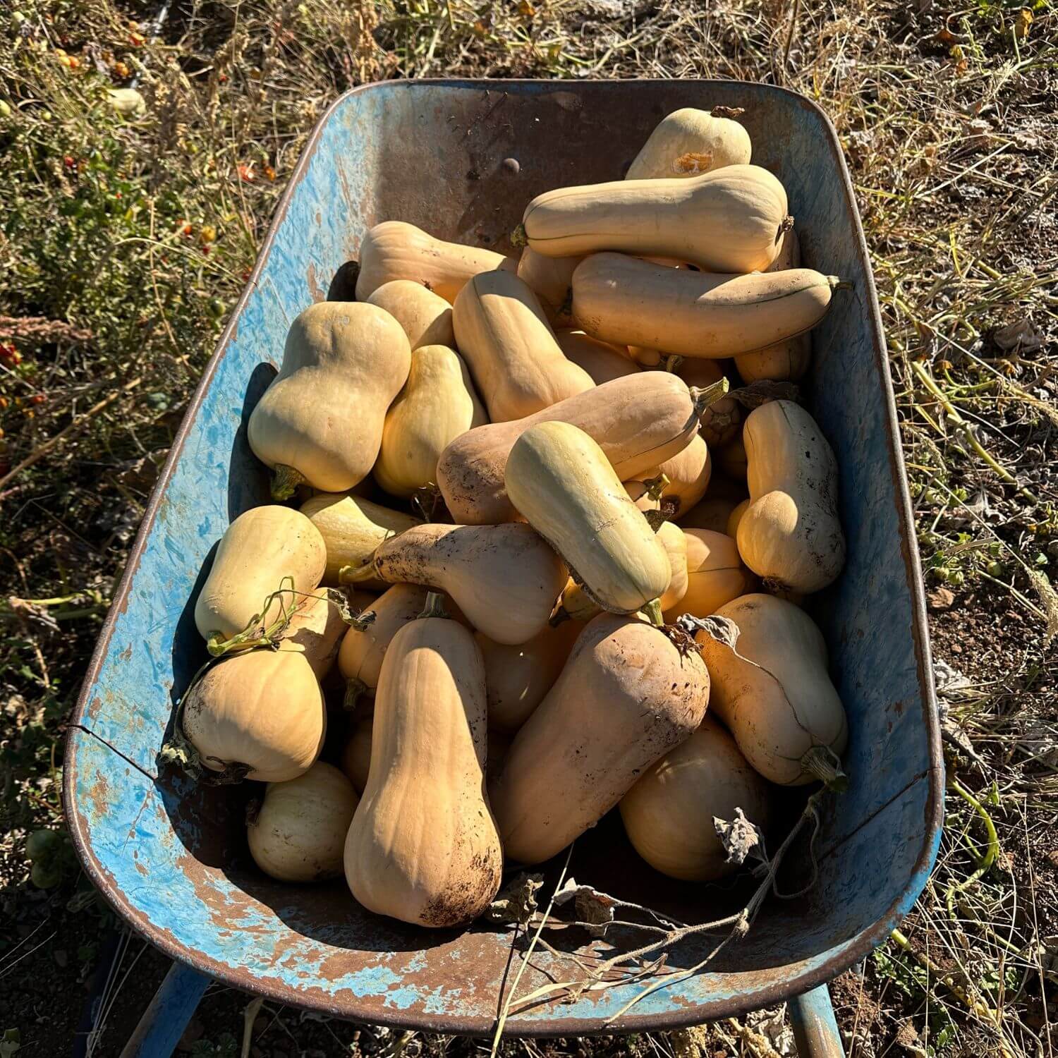 Waltham Butternut Squash