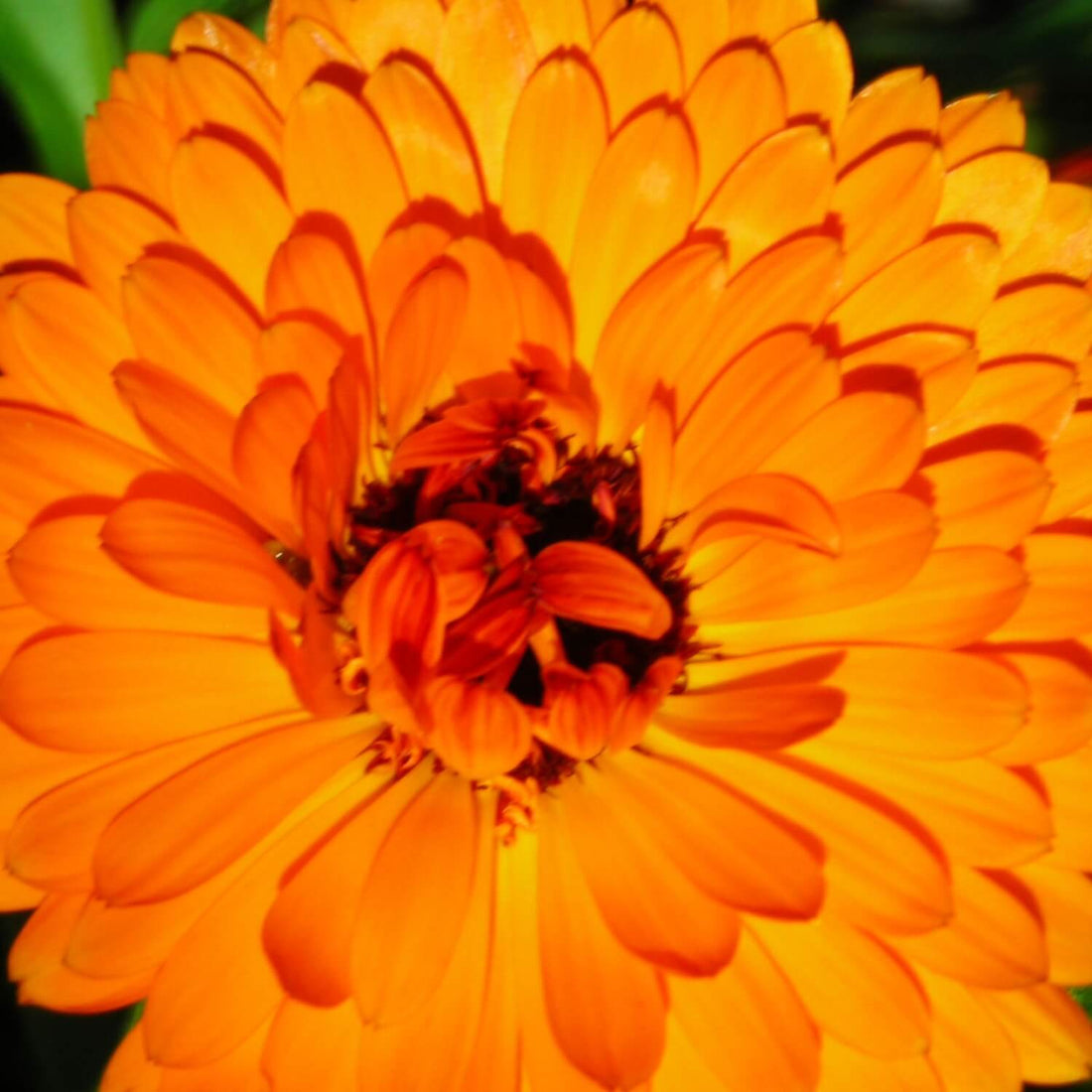 Close-up of an orange calendula flower with a dark center