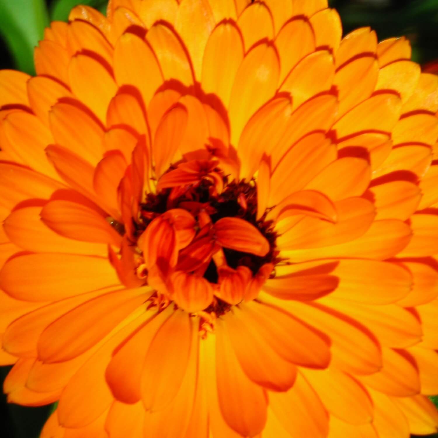 Close-up of an orange calendula flower with a dark center