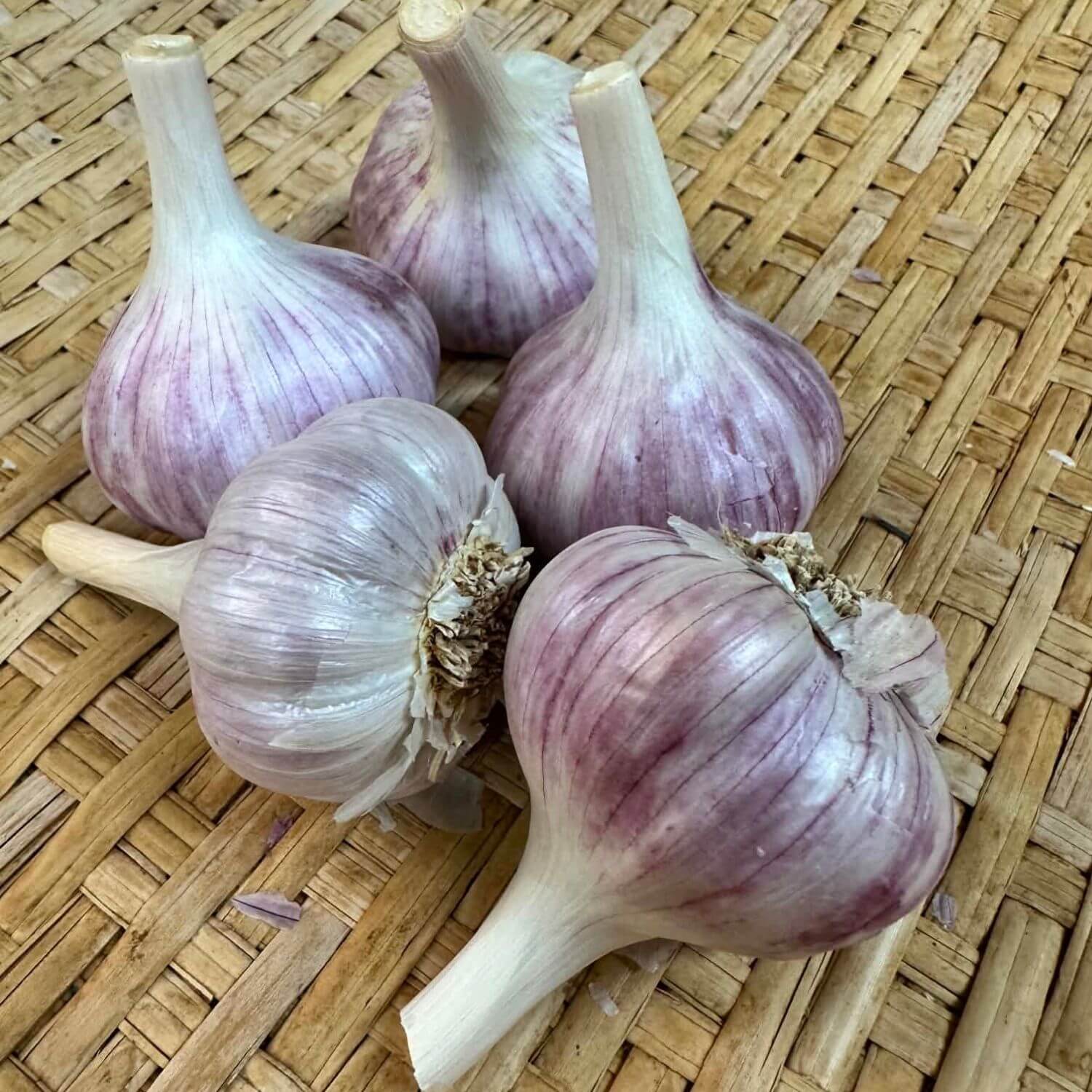 Chesnook Red Garlic