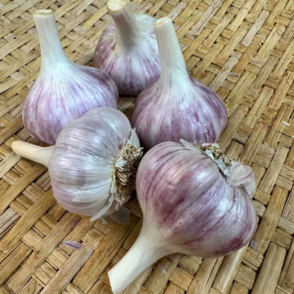Chesnook Red Garlic