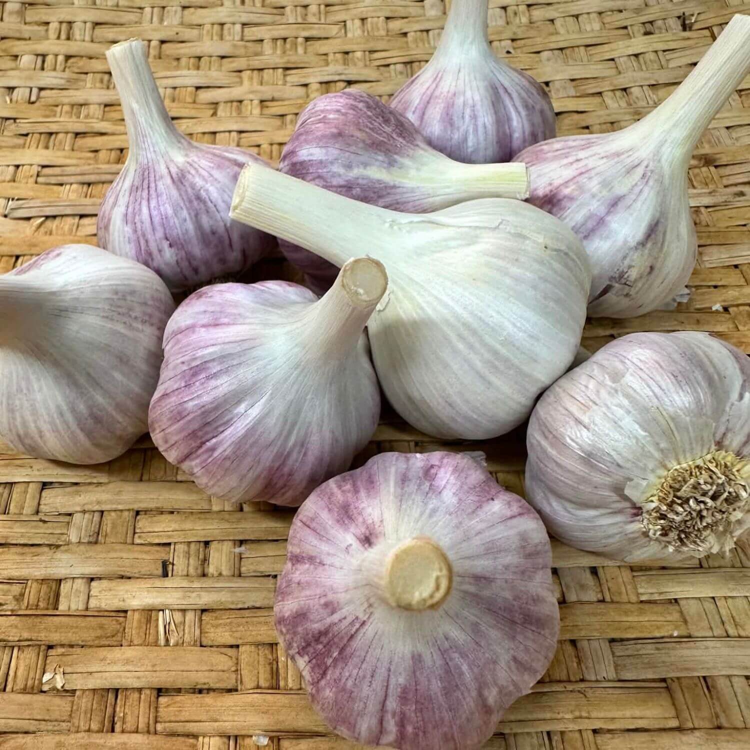 Chesnook Red Garlic
