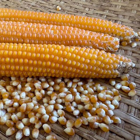 Corn cobs and corn kernels on a woven surface