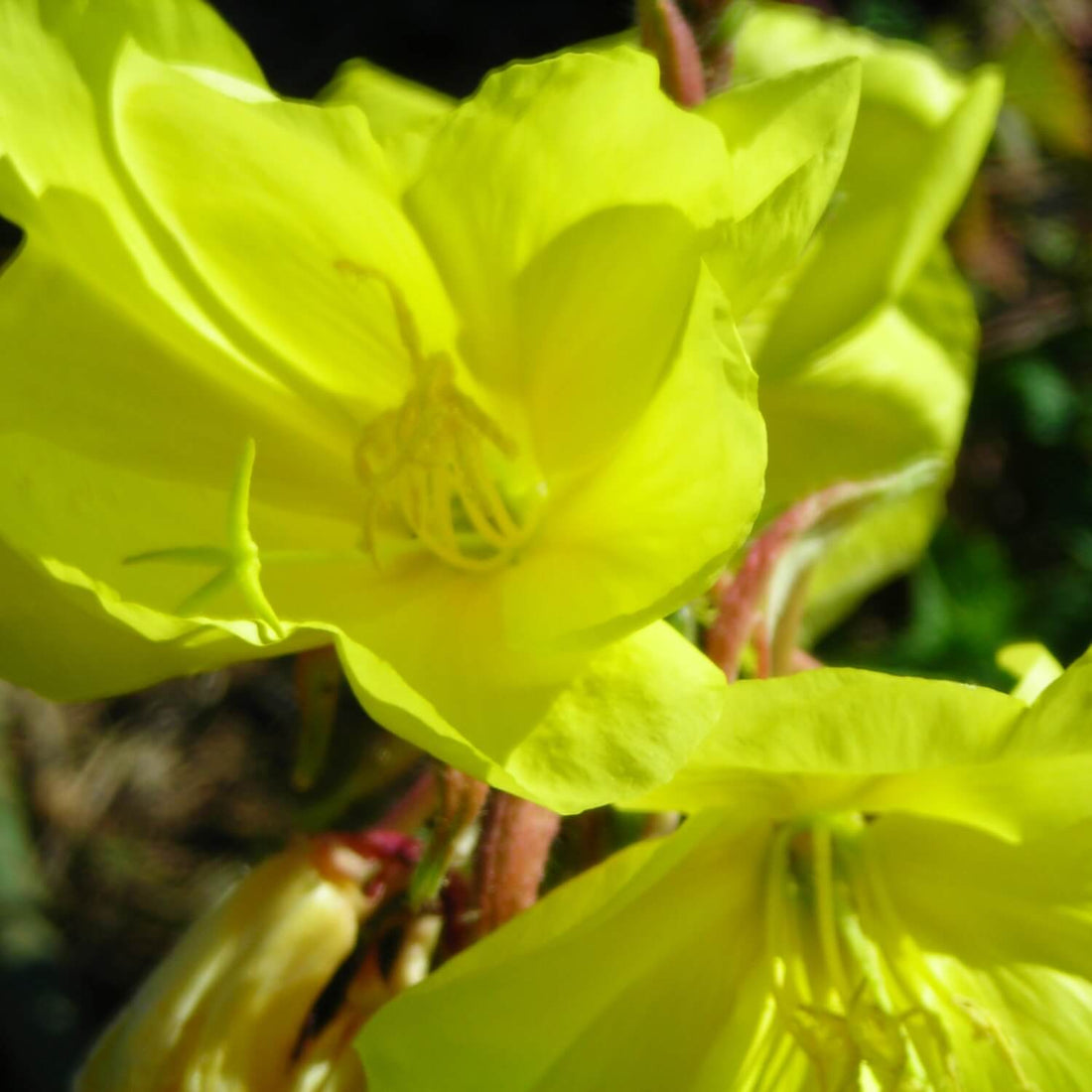 Close-up of a bright yellow evening primrose flowers with a blurred green background
